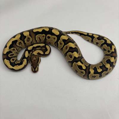 Fire YellowBelly 100% Het Clown Female Profile Picture