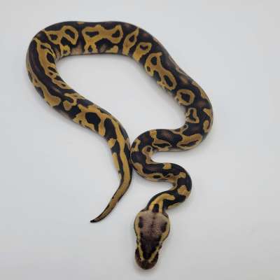 Pastel Leopard 100% het clown pos yb pos blade Profile Picture