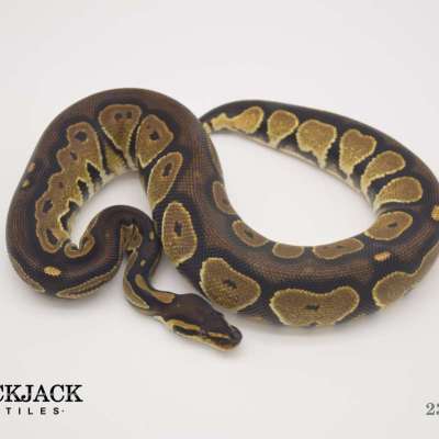 Black Head het G-Stripe Profile Picture