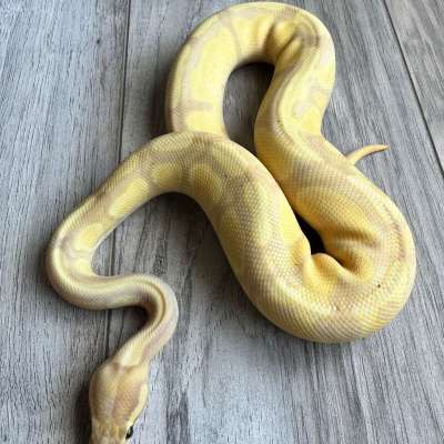 Banana Orange Dream Poss YB 100% Het Desert Ghost 100% Het Piebald Profile Picture