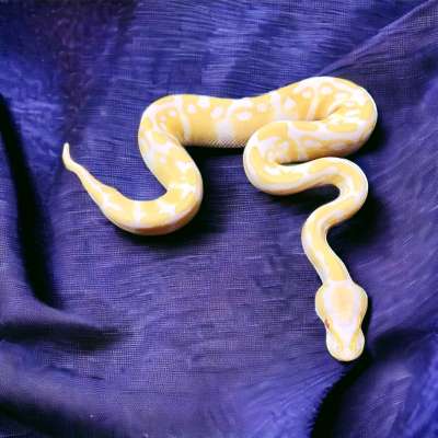 Albino 66% het Tri-Stripe Profile Picture