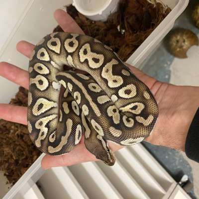 Pastel Mojave Female Profile Picture