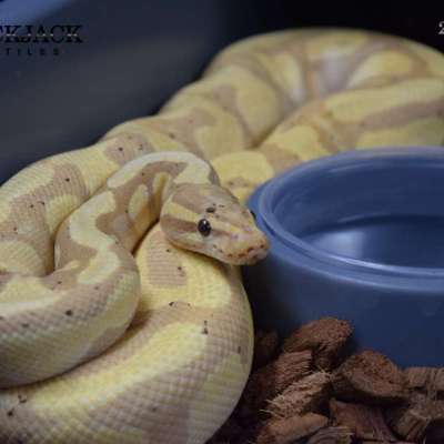 Banana Mahogany Enchi Profile Picture