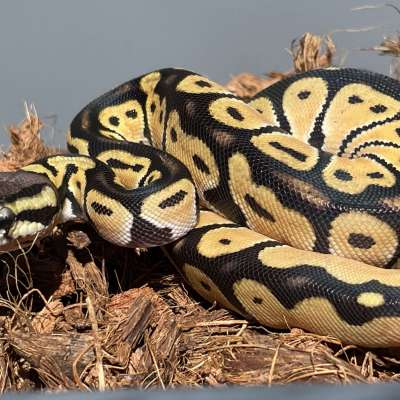 Super Orange Dream Fire Pastel 66% Het Hypo Profile Picture