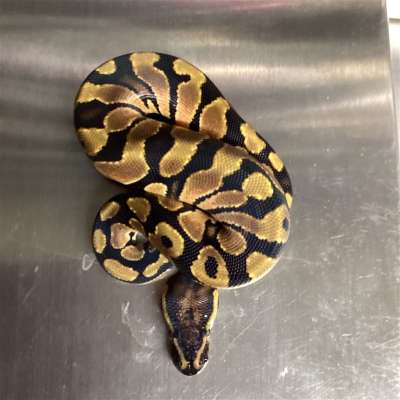 pastel HYPO Profile Picture