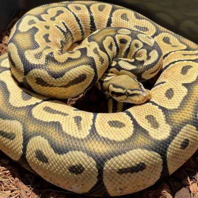 Orange Dream Pastel Hypo Profile Picture