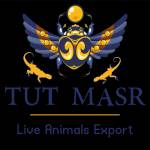 TuT Masr Co , Egypt