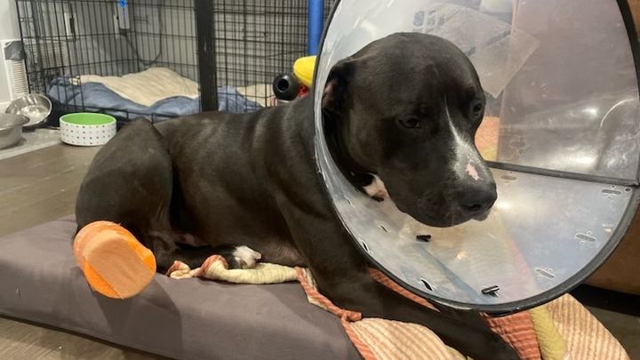 Fundraiser by Kyle Atkinson : Elvis Needs an Emergency Tail Amputation
