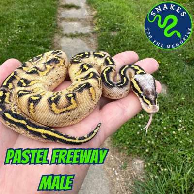 Pastel Freeway Profile Picture