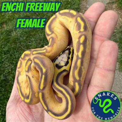 Enchi Freeway Profile Picture