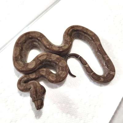 Nicaraguan Boa T+ SNOW Profile Picture