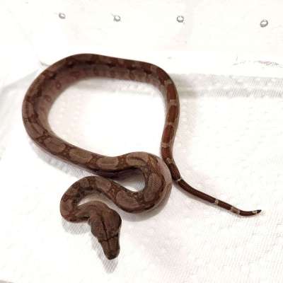 Nicaraguan Boa T+ Albino Profile Picture