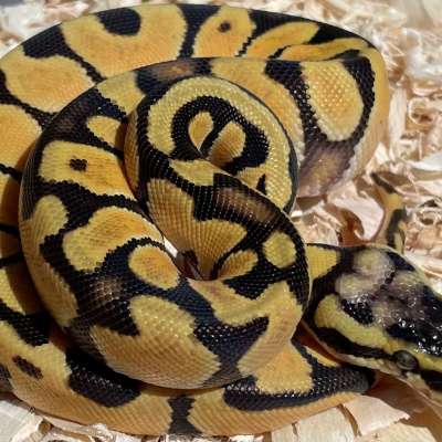 Orange Dream Enchi Pastel 66% Het Hypo Profile Picture