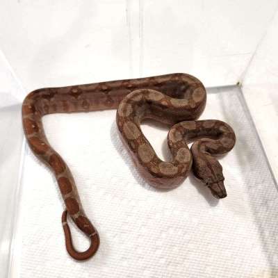 Nicaraguan Boa T+ Albino Profile Picture