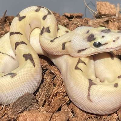 Super Orange Dream Super Enchi Fire Pastel Spider 66% Het Hypo Profile Picture