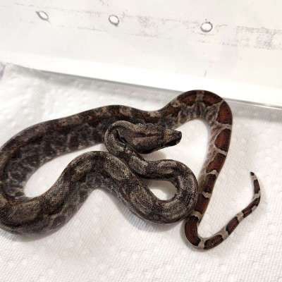 Hypo Nicaraguan Boa Profile Picture