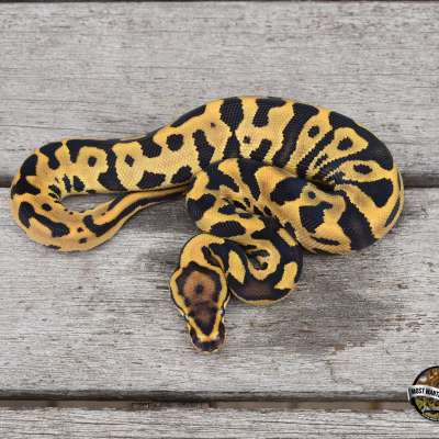 OD Leopard DH Clown Pied Profile Picture