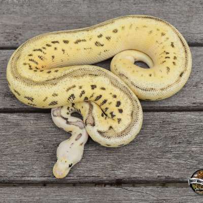 ODYB Firefly Spotnose Clown poss Het Pied Profile Picture