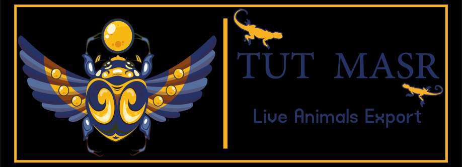 TuT Masr Co , Egypt