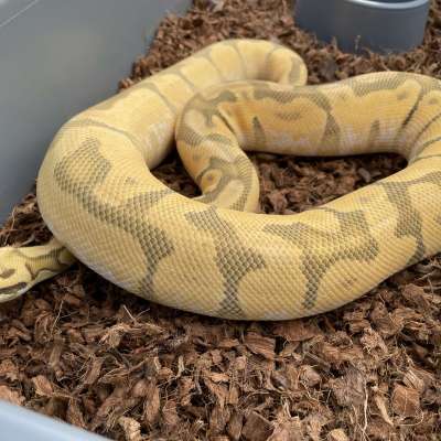 PB Orange Dream Enchi Pastel Hypo Profile Picture