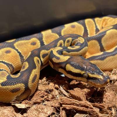 Asphalt Orange Dream Enchi 66% Het Hypo Profile Picture