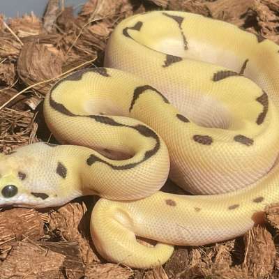 Super Orange Dream Enchi Fire Spider 66% Het Hypo Profile Picture