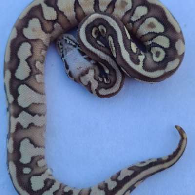 Pastel Lesser Spotnose Het Ghost Poss HGW Profile Picture