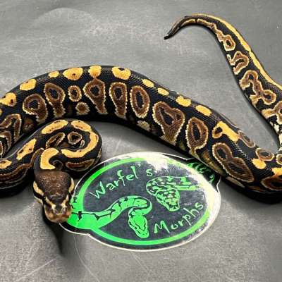 Cinnamon Het DG Profile Picture