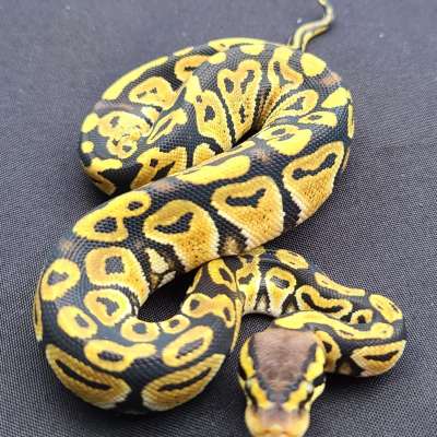 Pastel Poss Het Clown Profile Picture