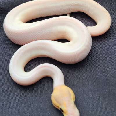 Banana Cinnamon Pied Profile Picture