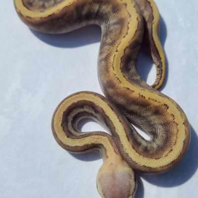 Pastel GHI Mojave Pinstripe Profile Picture