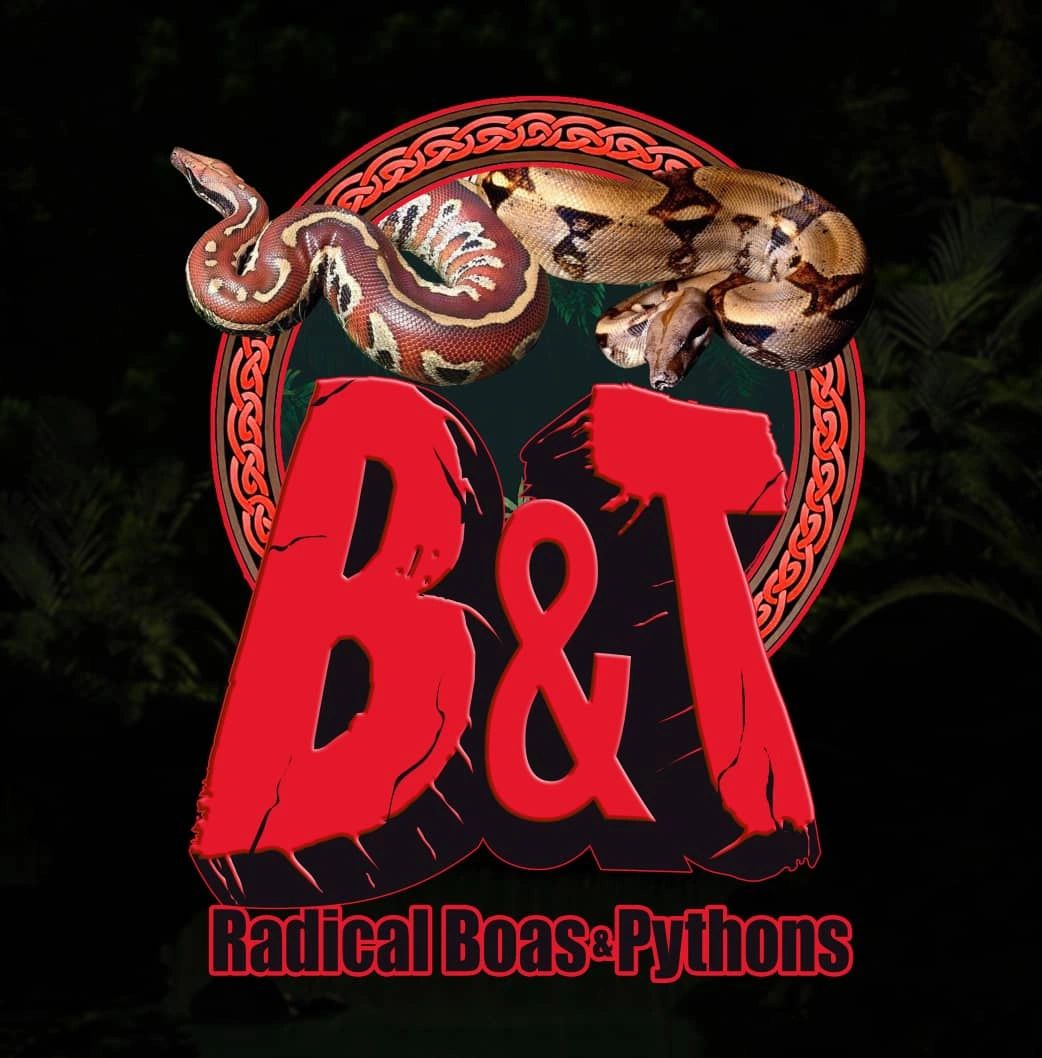 Buy Boa Constrictors Online