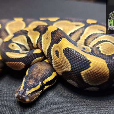 22 Blackhead Enchi double Het Clown Het Hypo FREE SHIPPING Profile Picture