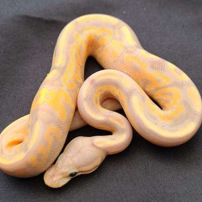 Banana Cinnamon Het Pied Profile Picture