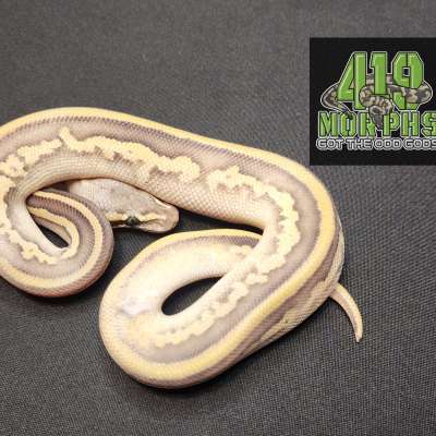 23 Pastel Sugar Mojave Nanny Enchi Free Shipping Profile Picture