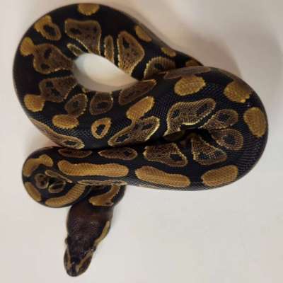 Black Pastel Het Pied Profile Picture