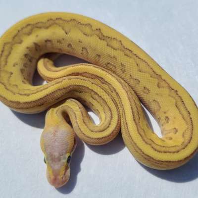 GHI MOJAVE PASTEL PIN VANILLA Profile Picture