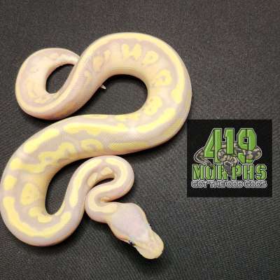 23 Bananna Mojave Lemon Pastel Vanilla Profile Picture