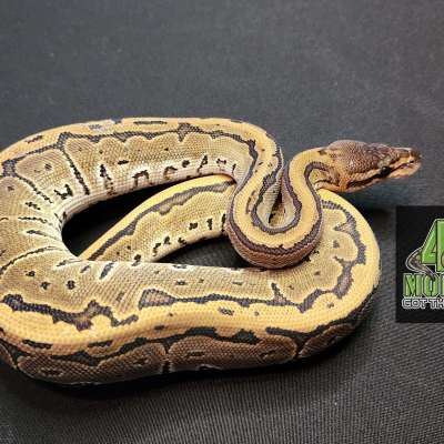 22 Blackhead Pinstripe Dbl Het Hypo Het Clown FREE SHIPPING Profile Picture