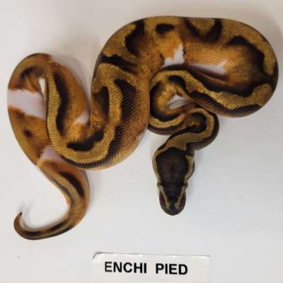 Enchi Pied Profile Picture