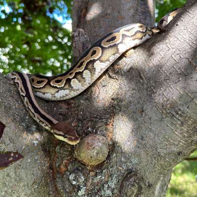 Cinnamon Specter het Desert Ghost poss het Cryptic Profile Picture