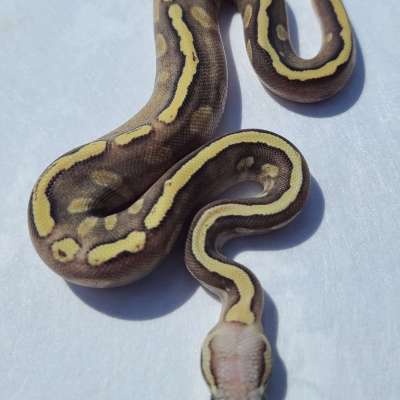 Pastel  Mojave GHI Specter Profile Picture