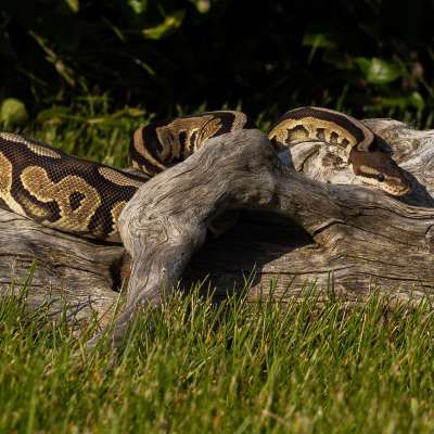 Cinnamon Specter het Desert Ghost poss het Cryptic. Profile Picture