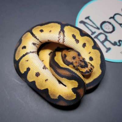 Super Orange Dream Clown 50% Het Pied Profile Picture