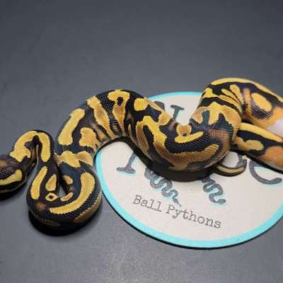 Orange Dream Yellowbelly 100% Het Pied with ringer Profile Picture