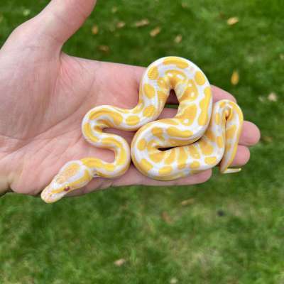 Lavender Albino 66% Het VPI Axanthic Profile Picture