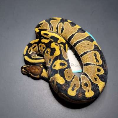 Normal 100% Double Het Clown/Pied *FREE SHIPPING* Profile Picture