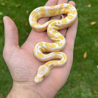 Lavender Albino 66% Het VPI Axanthic Profile Picture