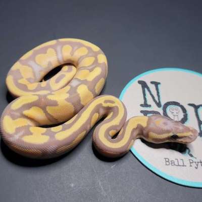 Banana Orange Dream Yellowbelly 100%het Pied Profile Picture