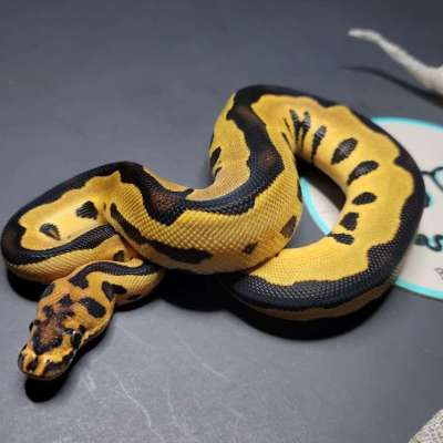 Leopard Orange Dream Yellow Belly Clown 50% Het Pied Profile Picture